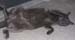 ghost cat